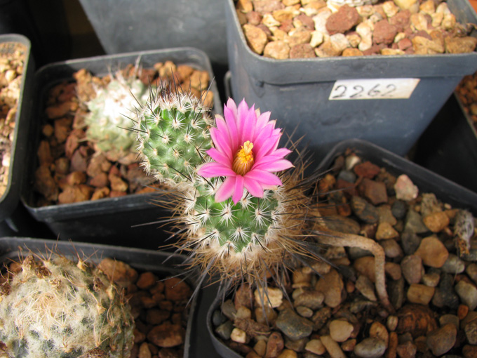 Turbinicarpus subterraneus 