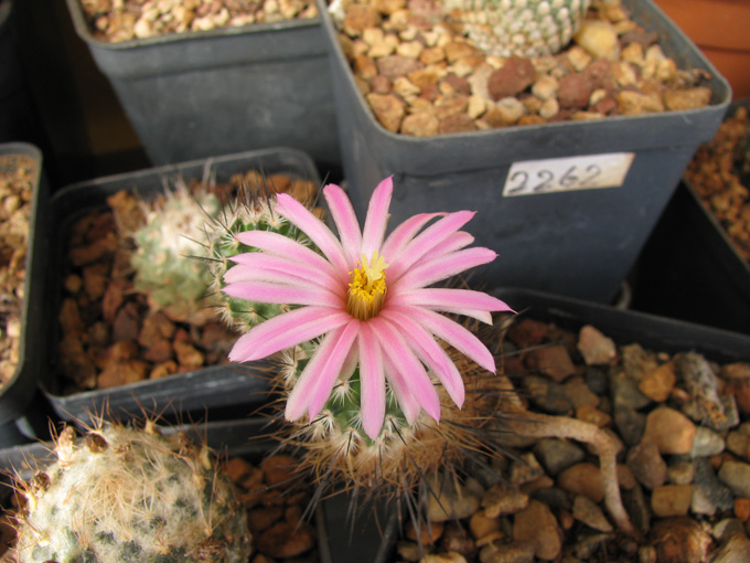 Turbinicarpus subterraneus 