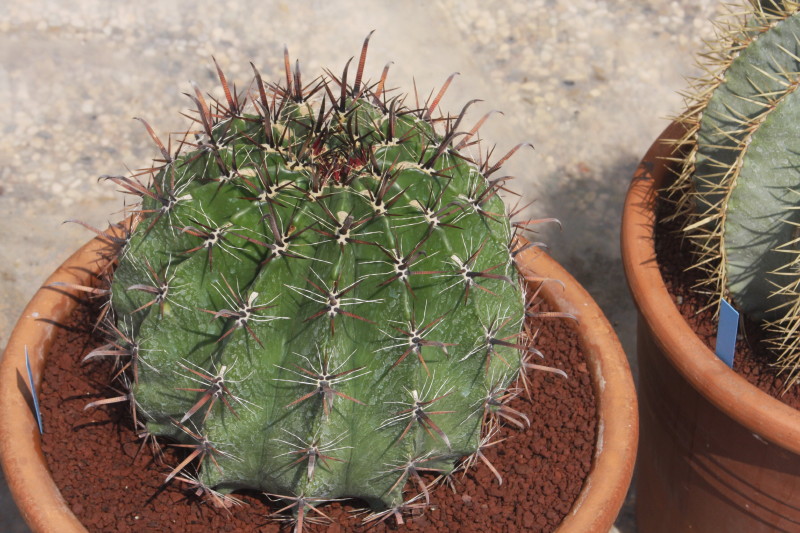 Ferocactus wislizeni ssp. herrerae 