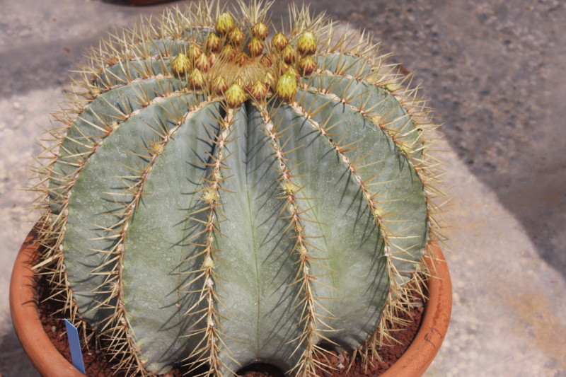 Ferocactus glaucescens 