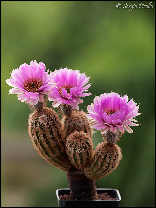 Echinocereus  reichenbachii 