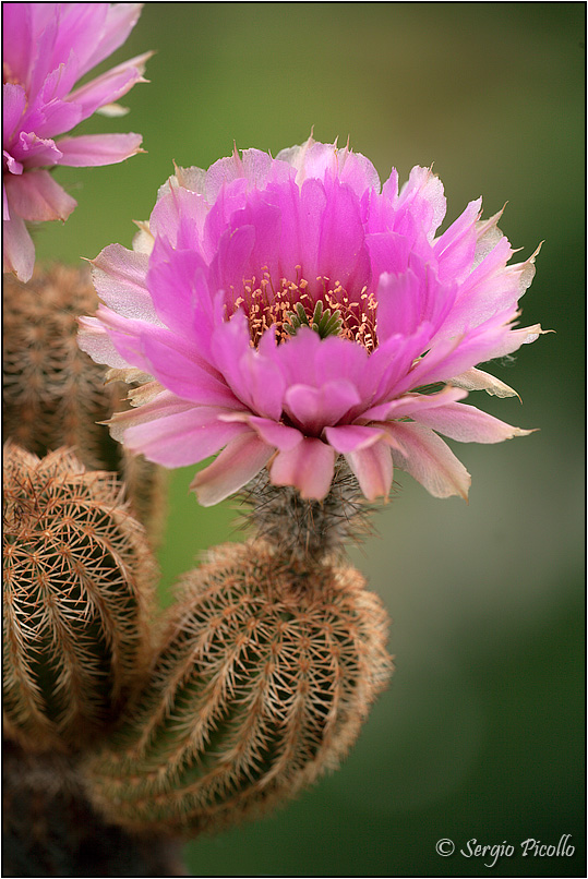 Echinocereus reichenbachii 