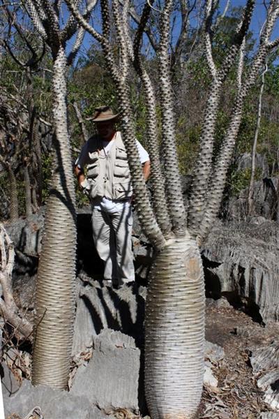 Pachypodium lamerei 