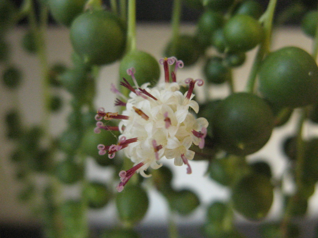 Senecio rowleyanus 