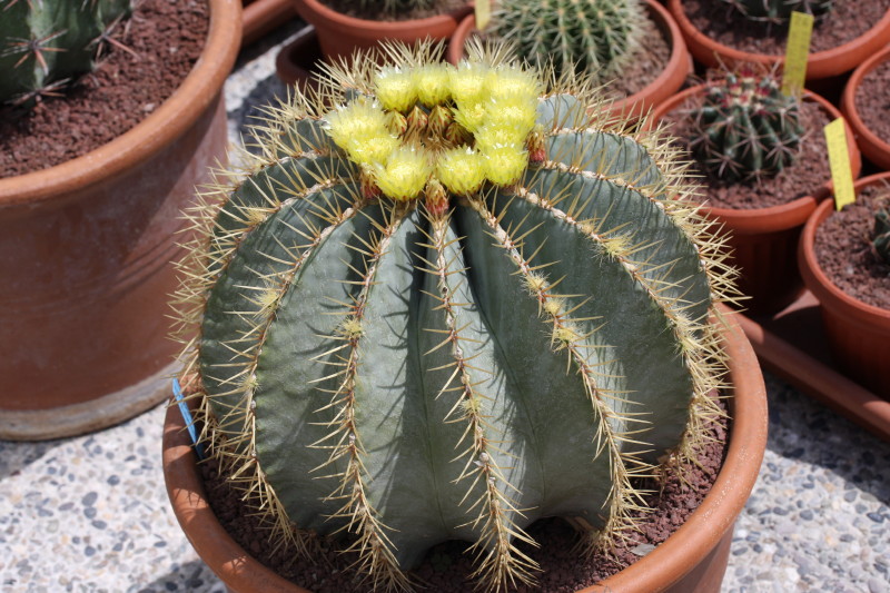 Ferocactus glaucescens 