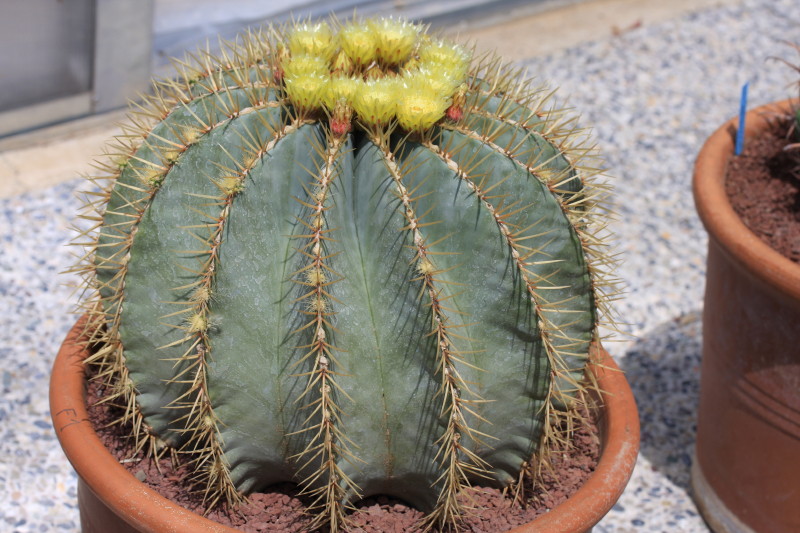 Ferocactus glaucescens 