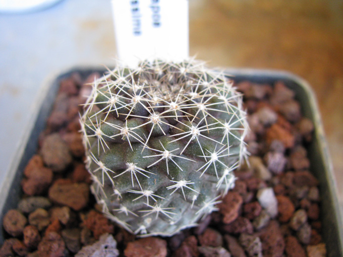 Copiapoa tenuissima 