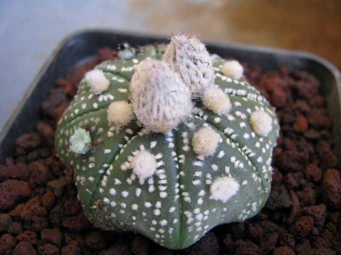 Astrophytum asterias 