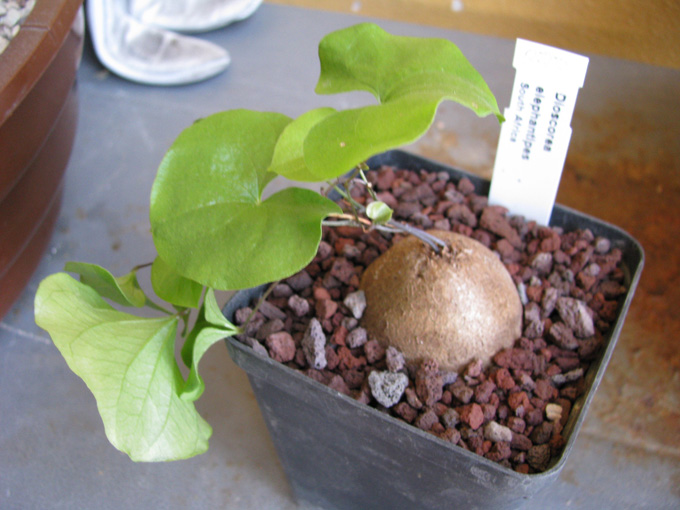 Dioscorea elephantipes 