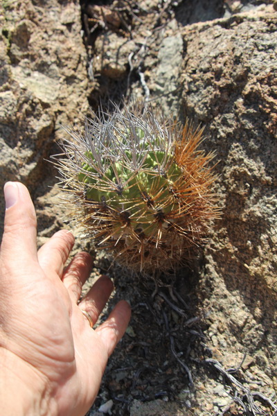 Eriosyce taltalensis 