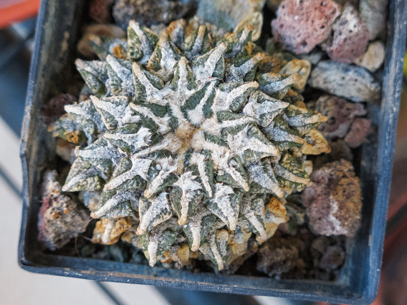 Ariocarpus kotschoubeyanus 