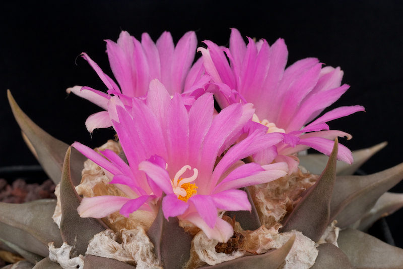 Ariocarpus confusus 