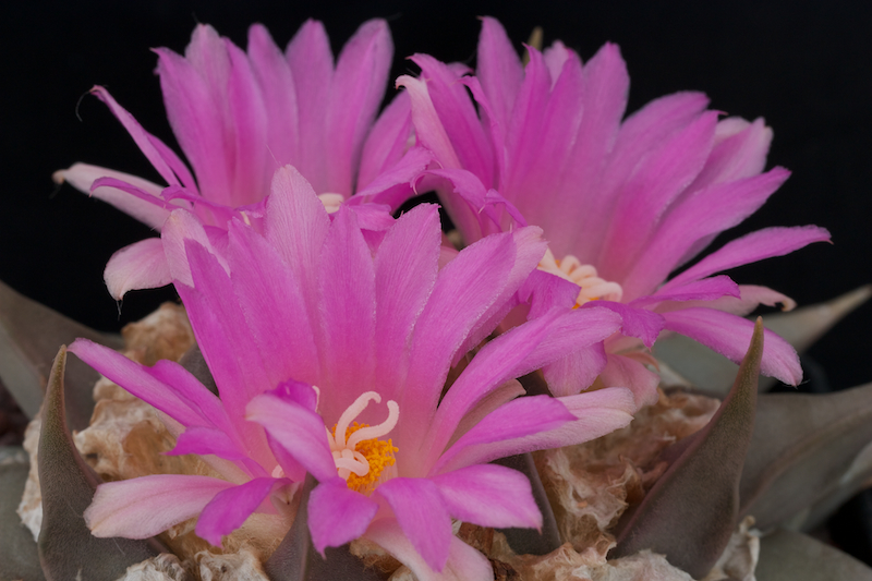 Ariocarpus confusus 