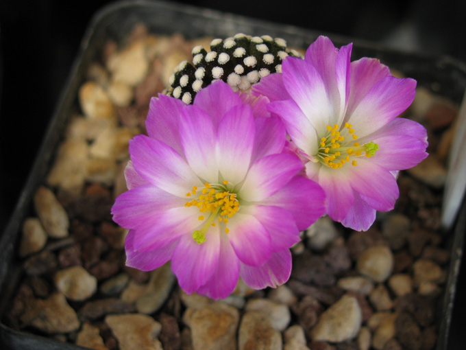 Mammillaria luethyi 