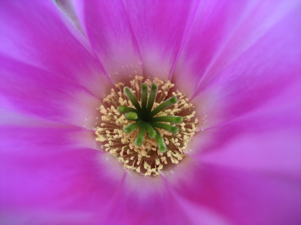 Echinocereus  pentalophus 