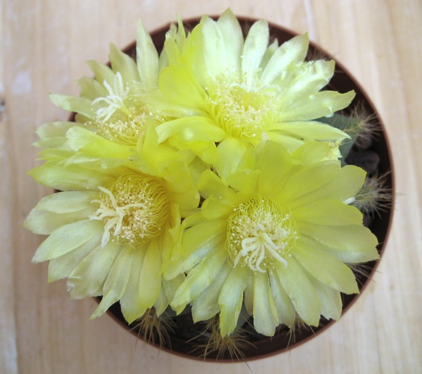 Notocactus warasii 