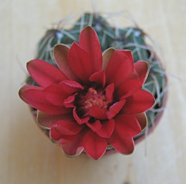 Gymnocalycium baldianum 