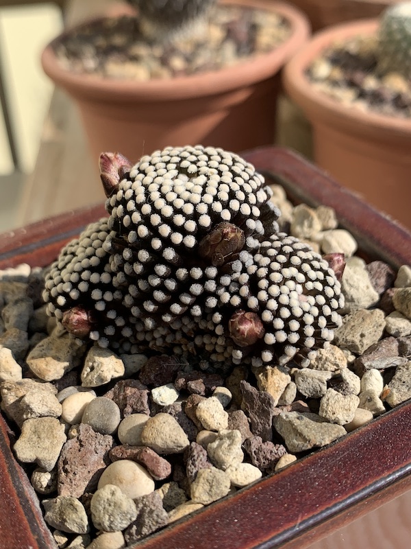 Mammillaria luethyi  