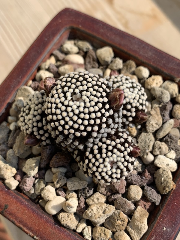 Mammillaria luethyi  