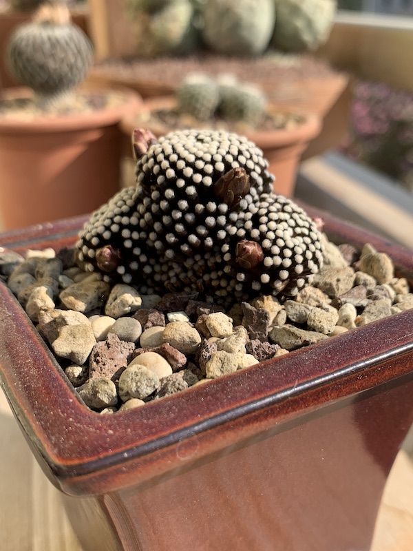 Mammillaria luethyi  