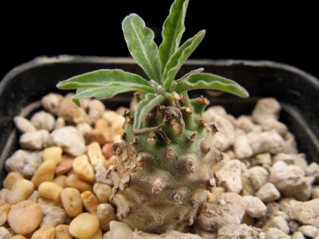 Euphorbia hadramautica 