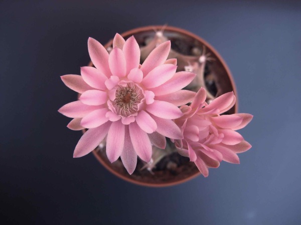 Gymnocalycium friedrichii 