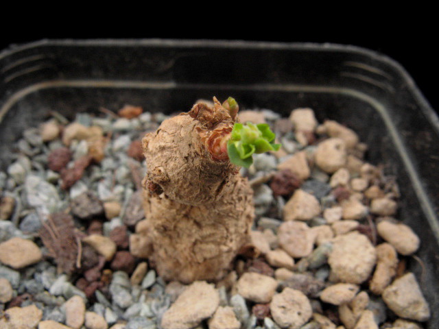 Euphorbia rivae 