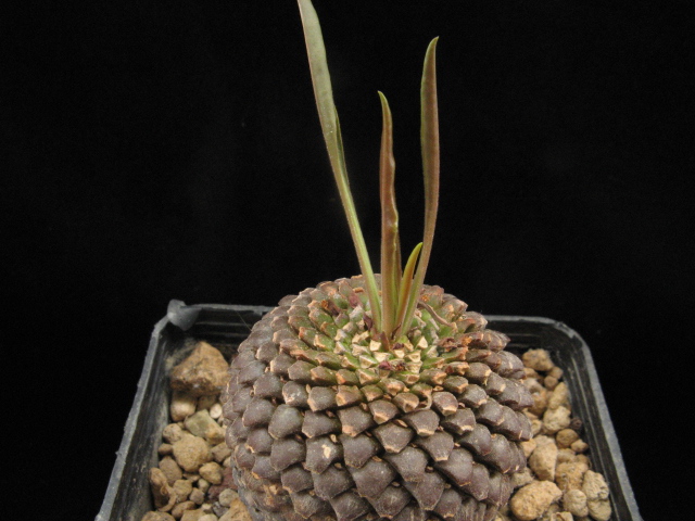 Euphorbia bupleurifolia 