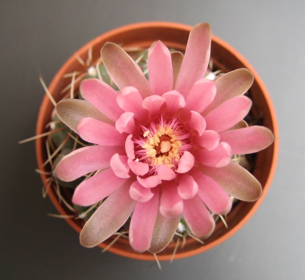 Gymnocalycium baldianum 