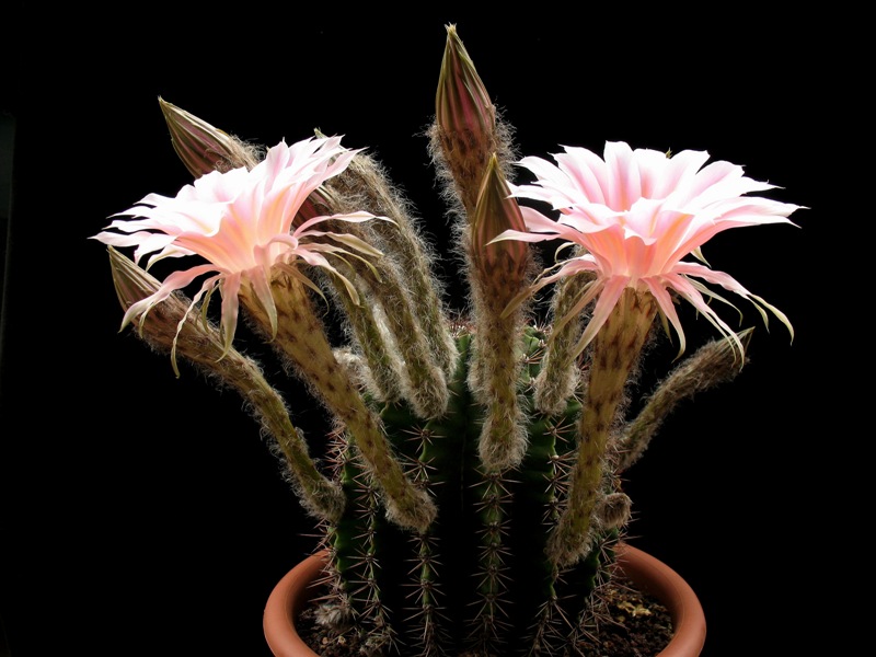 Echinopsis sp. ibrido rosa 3 