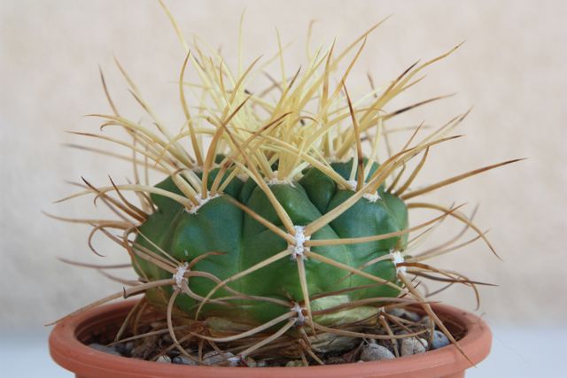 Gymnocalycium monvillei v. steineri 