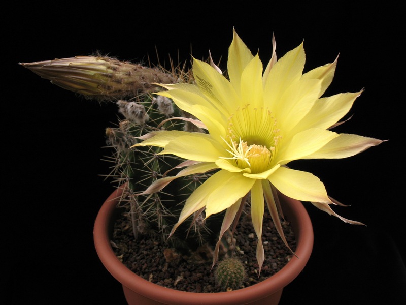 Echinopsis ibrido giallo 