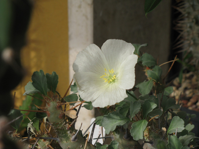 Sarcocaulon crassicaule 