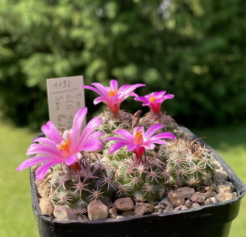 Turbinicarpus nikolae 