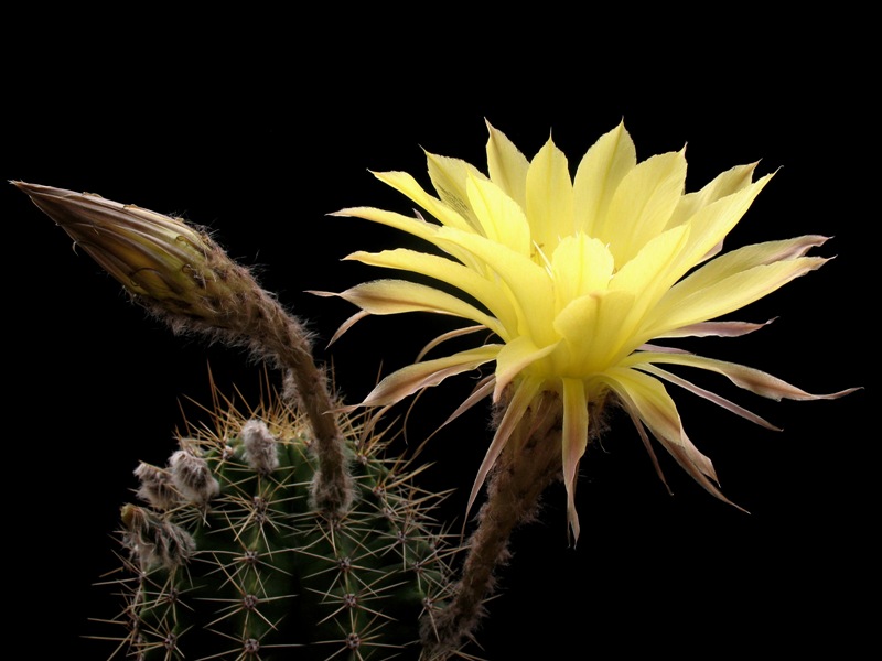 Echinopsis ibrido giallo 