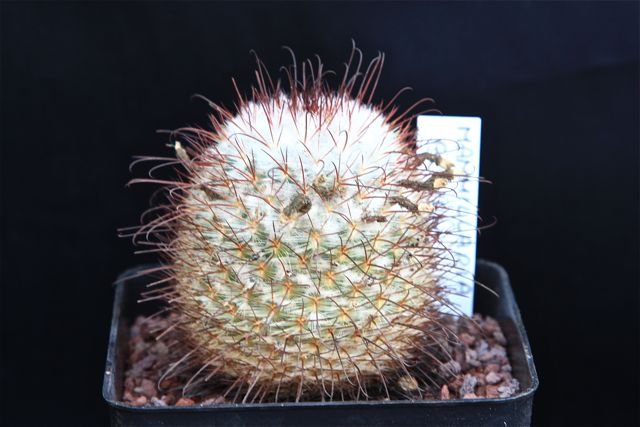 Mammillaria bombycina 