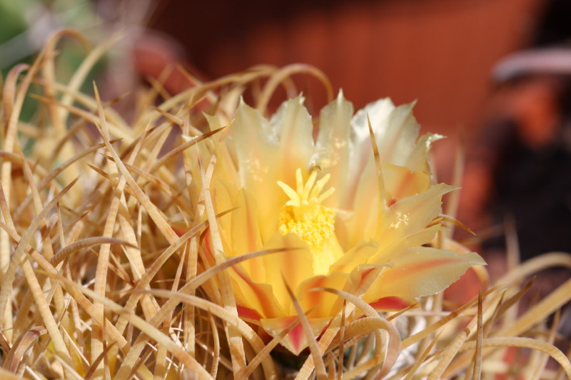 Ferocactus chrysacanthus 