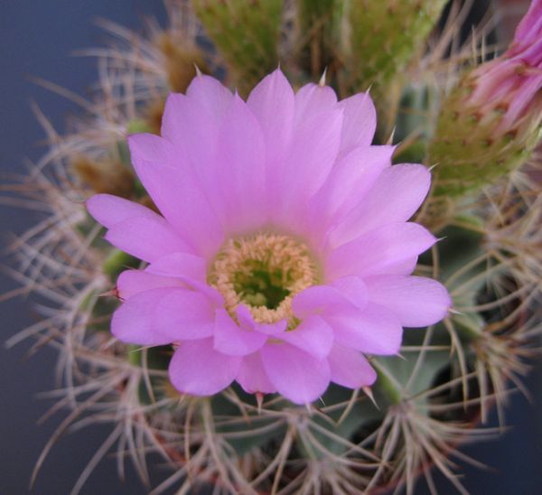 Acanthocalycium violaceum 