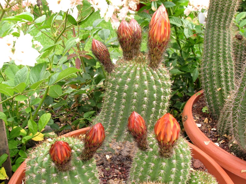 Trichocereus ibrido 'giallo rosso' 