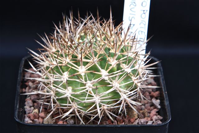 Neoporteria curvispina f. robusta 