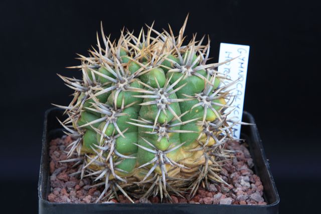 Gymnocalycium horridispinum 