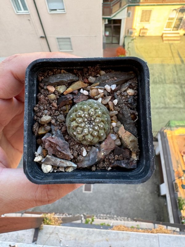 Copiapoa hypogaea FR261