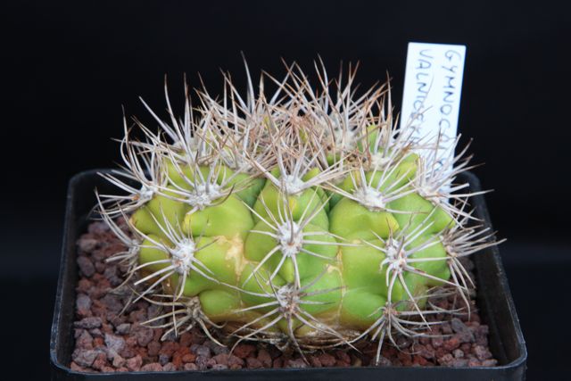 Gymnocalycium valnicekianum 