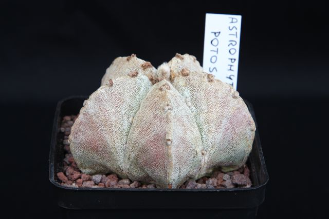 Astrophytum myriostigma v. potosinum 