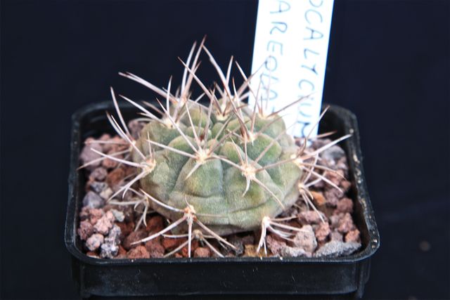 Gymnocalycium nigriareolatum 