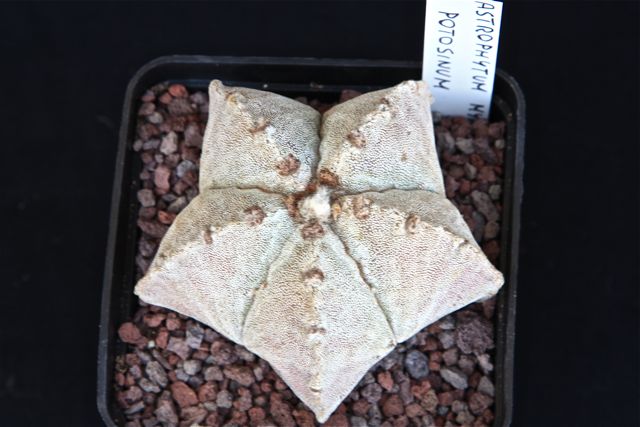 Astrophytum myriostigma v. potosinum 