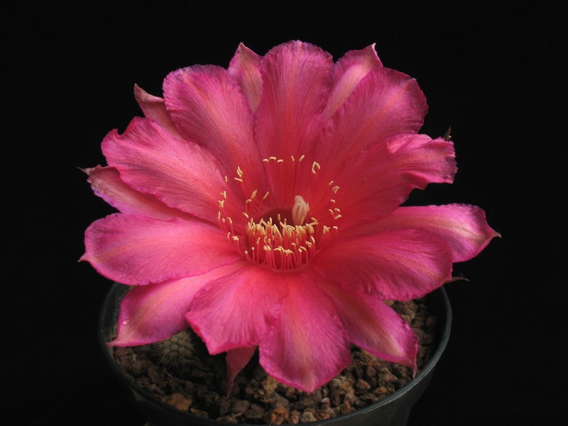 Echinopsis sp. ibrido rosa 2 