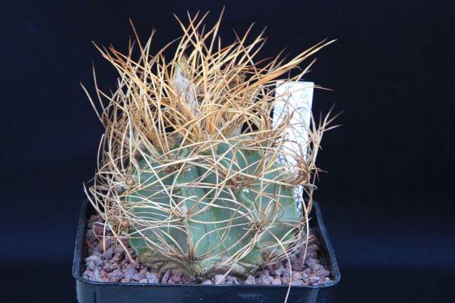 Astrophytum capricorne v. aureum 