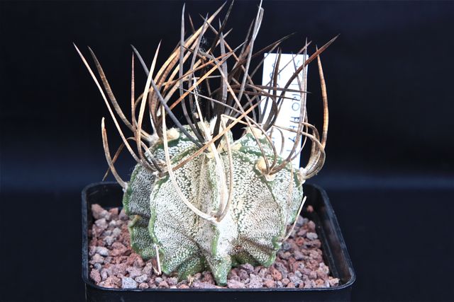 Astrophytum capricorne v. niveum 