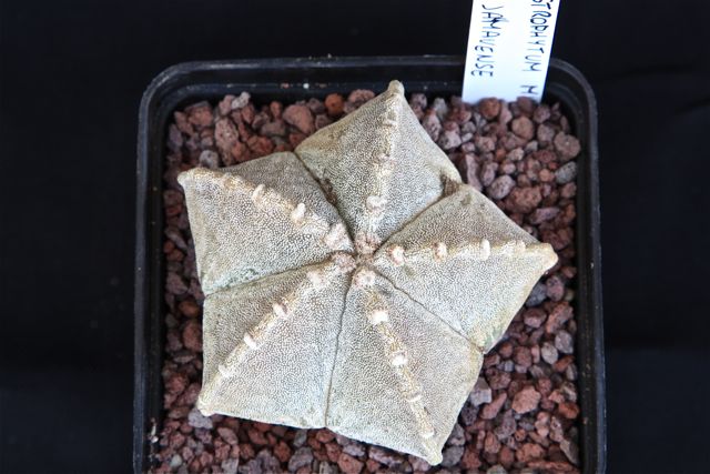 Astrophytum myriostigma v. jaumavense 